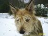 Berger Picard Foto: Tai Chi (Cara) de la Jassette du Cap del Mas (ID 22149) Berger Picard Hund