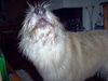Berger Picard Foto: oeoeoeoehhhhhhhhh (ID 11361) Berger Picard Hund