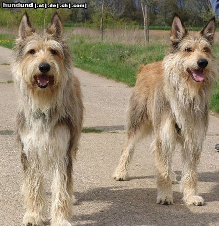 Berger Picard Hunde Foto 10862 Berger Picard