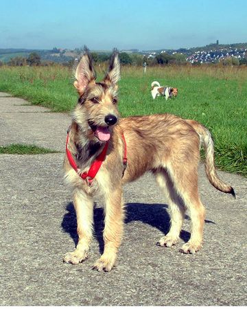 Berger Picard Hunde Foto 1291 Berger Picard Shello 6 Monate