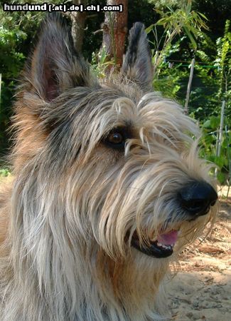 Berger Picard Hunde Foto 4278 Berger Picard Shello ,2 Jahre