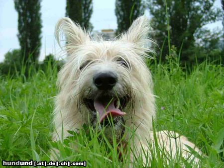 Berger Picard Hunde Foto 12361 Berger Picard