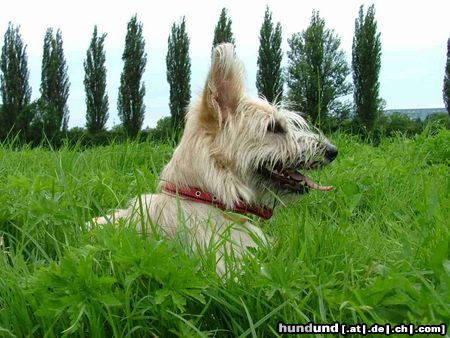 Berger Picard Hunde Foto 12362 Berger Picard
