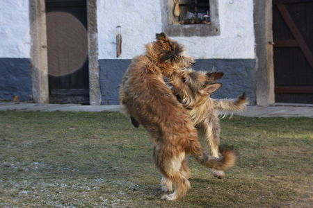 Berger Picard Hunde Foto 41272 in höherer Auflösung ansehen Berger Picard Tanz der Picards