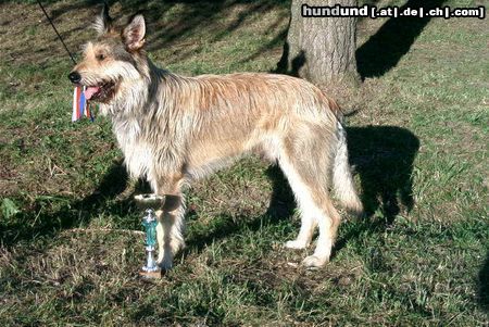 Berger Picard Hunde Foto 3431 Berger Picard Xiros de la Vallee du Mouton