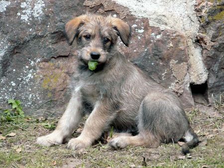 Berger Picard Hunde Foto 42898 Berger Picard Welpen Abequa-Shello 6 Wochen