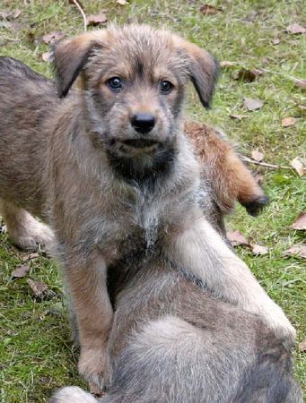 Berger Picard Hunde Foto 42897 Berger Picard Welpen Abequa-Shello 6 Wochen