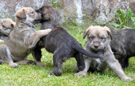 Berger Picard Hunde Foto 42900 in höherer Auflösung ansehen Berger Picard Welpen Abequa-Shello ca.5 Wochen