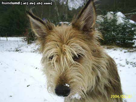 Berger Picard Hunde Foto 22149 Berger Picard Tai Chi (Cara) de la Jassette du Cap del Mas