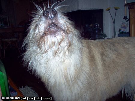 Berger Picard Hunde Foto 11361 Berger Picard oeoeoeoehhhhhhhhh