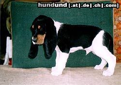 Berner Laufhund Bietwt schOne und gesude Berner Laufhund Welpen(18.1.2004)