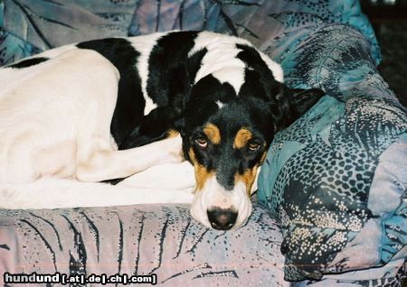 Berner Laufhund Hunde Foto 22776 in höherer Auflösung ansehen Berner Laufhund AISA- from Slovakia-