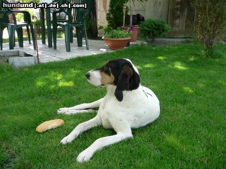 Berner Laufhund