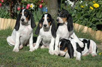 Berner Laufhund geboren:20.2.07