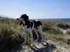 Berner Laufhund Foto: Berner Laufhund Gosha la Belle Oreille, Geb. 26.06.1994, Rüde, Bes. M. Ax/Fröndenberg (ID 24617) Berner Laufhund Hund