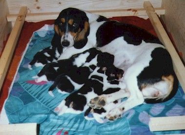 Berner Niederlaufhund