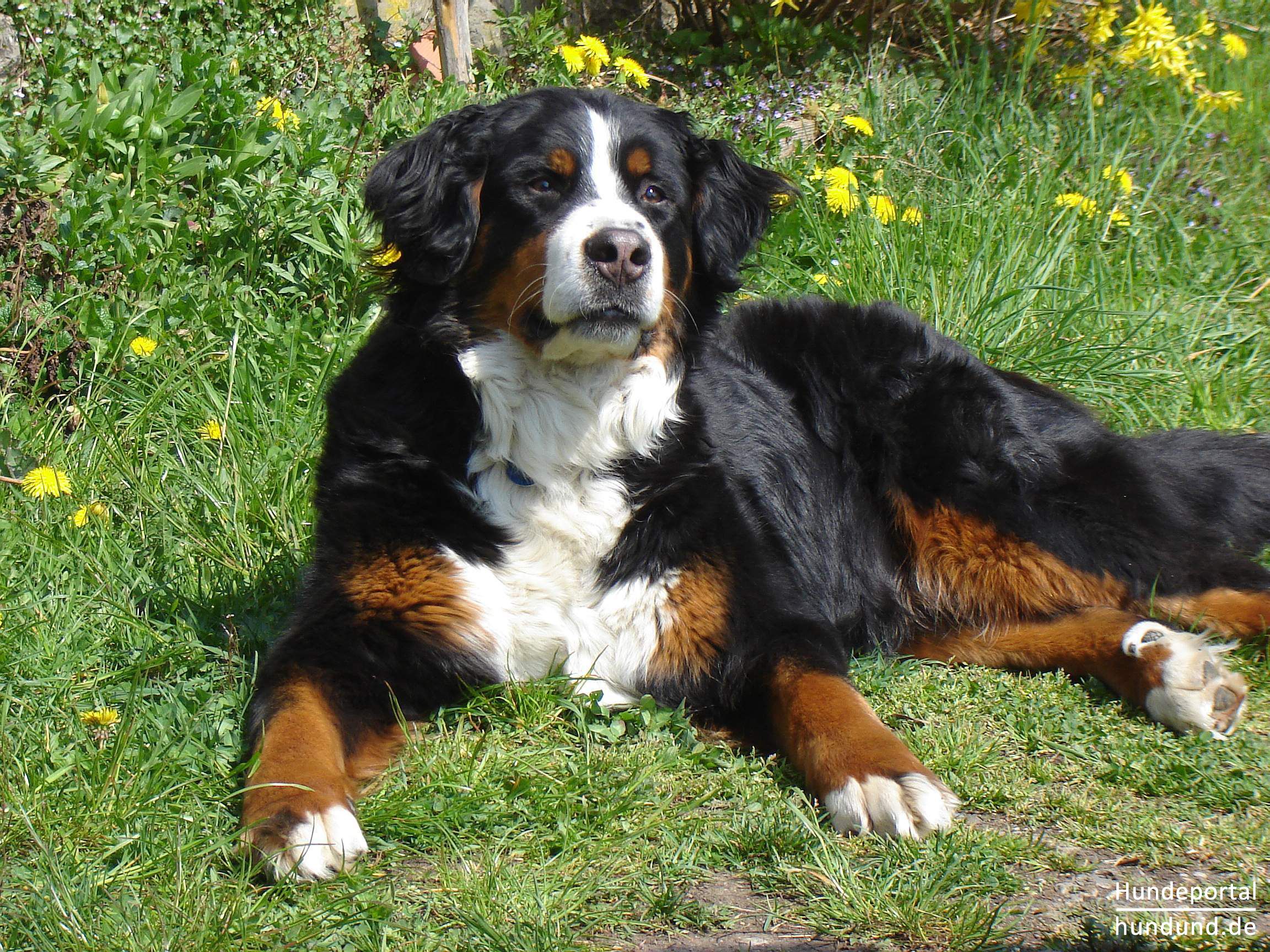 Berner Sennenhund, Dürrbächler Foto 37779 hundund.de