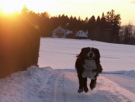 Berner Sennenhund Hunde Foto 28146 in höherer Auflösung ansehen Berner Sennenhund Jury von Wiesmadern