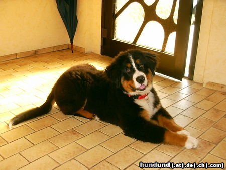 Berner Sennenhund Hunde Foto 24958 in höherer Auflösung ansehen Berner Sennenhund ich heiße Bronco und bin auf dem Bild 4 Monate alt