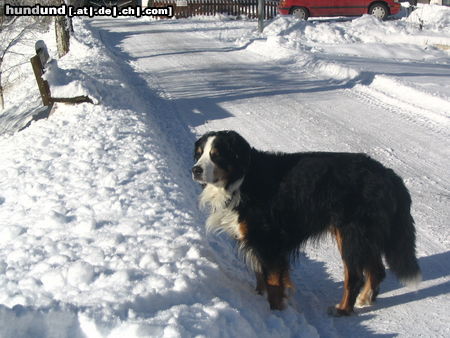 Berner Sennenhund Da war Theo 13 Jahre alt. Er starb letzte Woche mit 13 1/2. Wir vermissen ihn sehr!