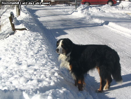 Berner Sennenhund Hunde Foto 24664 Berner Sennenhund Da war Theo 13 Jahre alt. Er starb letzte Woche mit 13 1/2. Wir vermissen ihn sehr!