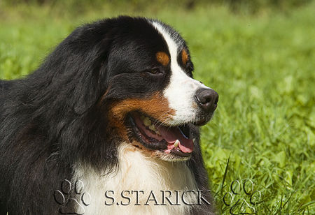 Berner Sennenhund Hunde Foto 34180 in höherer Auflösung ansehen Berner Sennenhund Iron