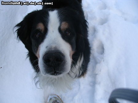 Berner Sennenhund Hunde Foto 24663 Berner Sennenhund Theo: