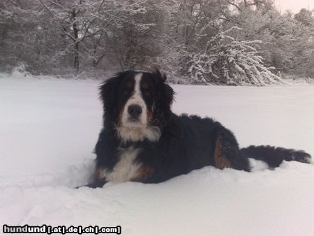 Berner Sennenhund Balou