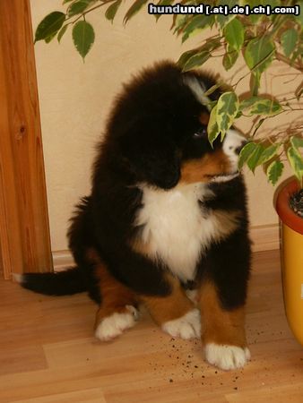 Berner Sennenhund Hunde Foto 25017 in höherer Auflösung ansehen Berner Sennenhund Bronco 8 Wochen
