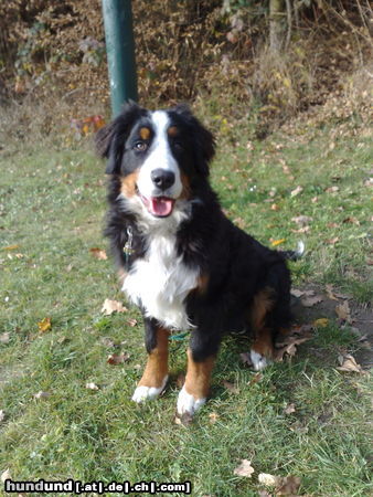 Berner Sennenhund Balou, 6 Monate