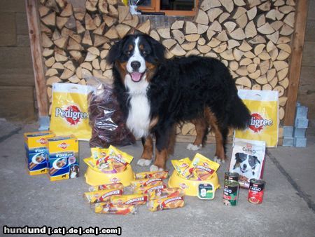 Berner Sennenhund Balou