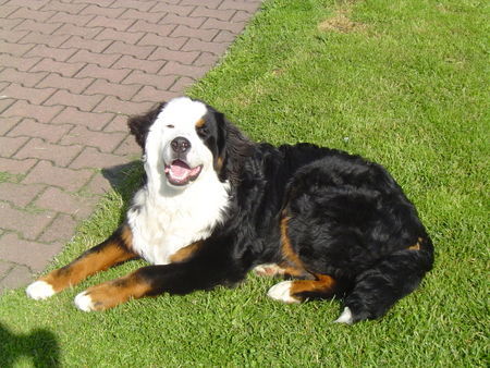 Berner Sennenhund Hunde Foto 28083 in höherer Auflösung ansehen Berner Sennenhund DINO