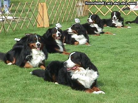 Berner Sennenhund Hunde Foto 4157 Berner Sennenhund obedience warwick 1998