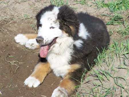 Berner Sennenhund Hunde Foto 40150 in höherer Auflösung ansehen Berner Sennenhund Collin