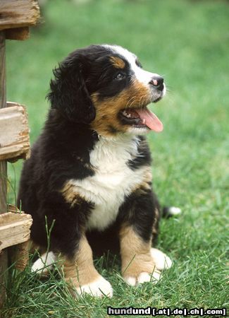 Berner Sennenhund Hunde Foto 15349 in höherer Auflösung ansehen Berner Sennenhund Kleiner Berner