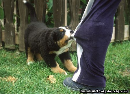 Berner Sennenhund Hunde Foto 15351 in höherer Auflösung ansehen Berner Sennenhund Kleiner Berner