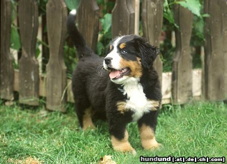 Berner Sennenhund Hunde Foto 15352 in höherer Auflösung ansehen Berner Sennenhund Kleiner Berner