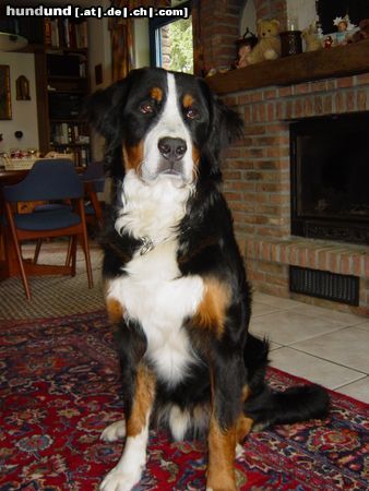 Berner Sennenhund Hunde Foto 6159 Berner Sennenhund Henry