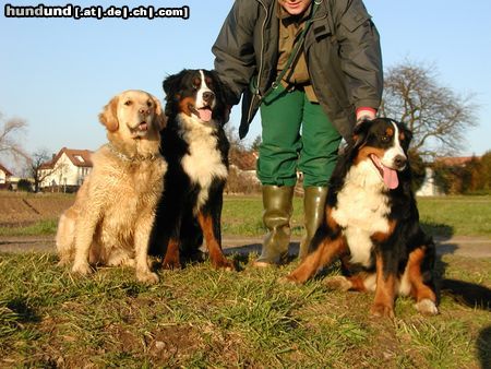 Berner Sennenhund Hunde Foto 9130 Berner Sennenhund Ben und