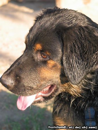Berner Sennenhund Hunde Foto 14219 Berner Sennenhund mein kleiner luke mit 5 monaten