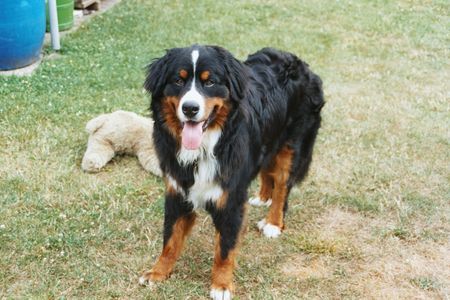 Berner Sennenhund Hunde Foto 31466 in höherer Auflösung ansehen Berner Sennenhund Louk