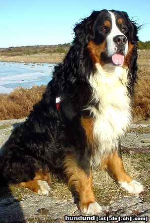 Berner Sennenhund Hunde Foto 16707 Berner Sennenhund Berus vom Lüäg is Land , auf den Tag 3 Jahre alt.