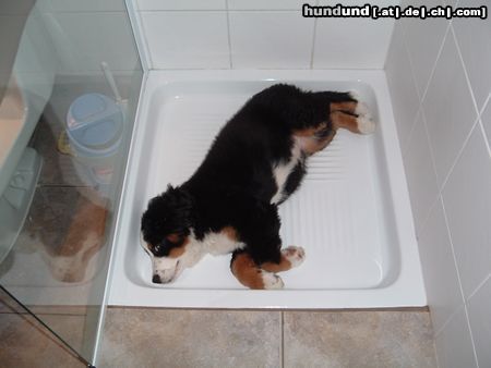 Berner Sennenhund Hunde Foto 12884 Berner Sennenhund In der Dusche ist es immer frisch.