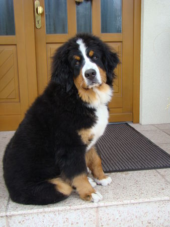 Berner Sennenhund Hunde Foto 42124 in höherer Auflösung ansehen Berner Sennenhund Macht denn keiner auf!!!!!!!!!!