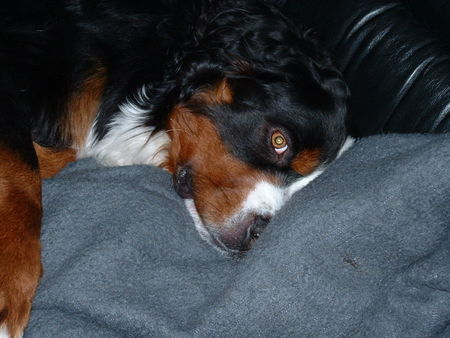 Berner Sennenhund Hunde Foto 29007 Berner Sennenhund Rasko mit seine Kuscheldecke