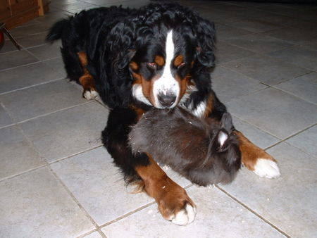Berner Sennenhund Hunde Foto 29006 Berner Sennenhund Rasko mit seinem Kuschelhasen