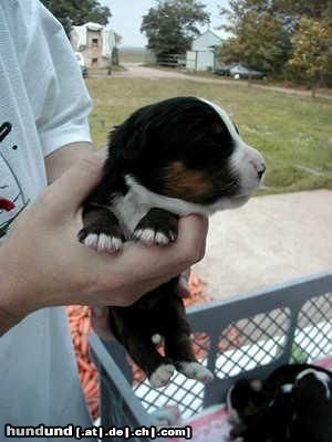 Berner Sennenhund Hunde Foto 3912 Berner Sennenhund weil ich ihn so süss finde