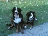 Berner Sennenhund Hunde Foto 36507 in höherer Auflösung ansehen Berner Sennenhund wawa&leli