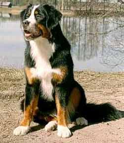 Berner Sennenhund Hunde Foto 241 Berner Sennenhund