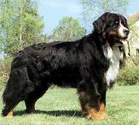 Berner Sennenhund Hunde Foto 242 Berner Sennenhund